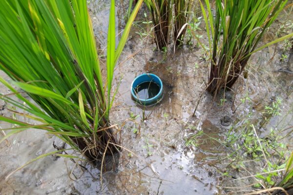 SCFN-Wet dry rice project (12)