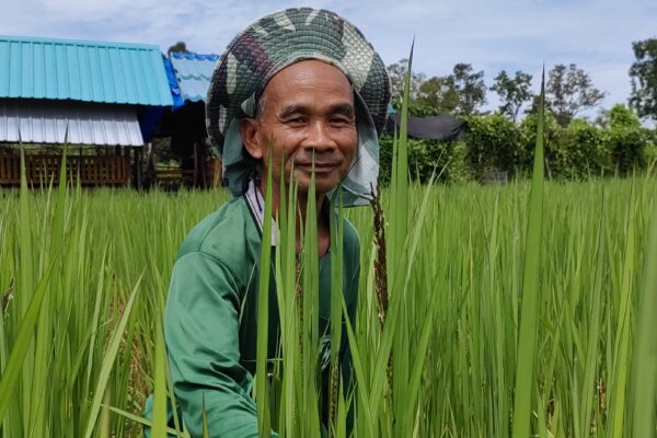 SCFN-wet dry rice project
